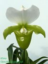 Paphiopedilum Paph. Charlesworthii fma alba x sib (Orchid Inn)